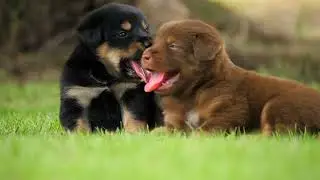 dogs mating 👍🔔