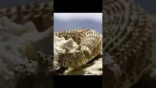 Как змеи охотятся на птиц?