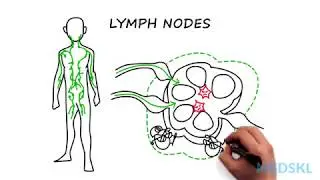Lymphadenopathy: The steps to take when you feel an enlarged lymph node