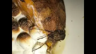 Texas Roadhouse serves a HUGE BUG on a plate!!!