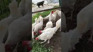 Канал про содержание кур