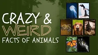 Crazy and Weird Facts of Animals | You Didn't Know!
