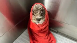 Grooming a cute little dog. Summer clip. #doggrooming #petgrooming #adorabledog