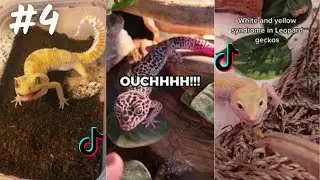Leopard Gecko / TikTok & İnstagram Compilation  2023  4K PART 4