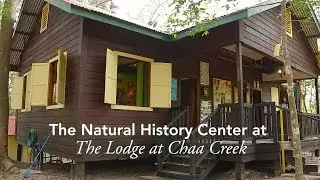 Belize Travel Video Guide - Natural History Centre & Butterfly Exhibit at Chaa Creek
