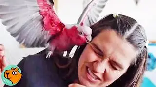Galah Cockatoo Makes Girl's Life Hell.. Until She Takes Him on Adventures | Cuddle Birds