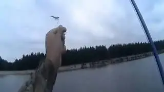 Окунь на микроджиг