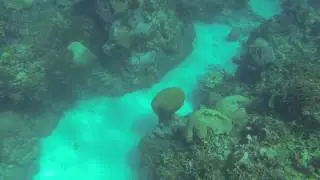 snorkeling little french key roatan honduras