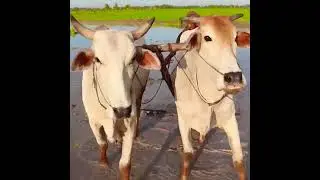 សកម្មភាព កសិករភ្ជួររាស់គោ ស្ទូងស្រូវ។ किसान गतिविधियाँ, जुताई, मवेशी, चावल की रोपाई।