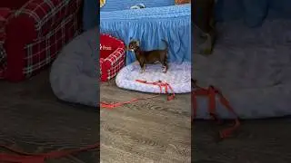 Шоколадные девочки ЧИХУАХУА. У нас можно купить щенка чихуахуа #щенкичихуахуа #чихуахуавМоскве