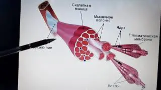 Көлденең жолақты Бұлшықет ұлпасы 1 бөлім
