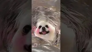 Magical potato chips!#nico #dog #funny #smartnico #cute