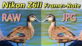 Nikon Z6II Raw vs JPEG vs Frame Rate