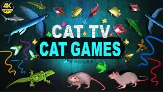 CAT GAMES -🐠 CATCHING FISH VIDEOS FOR CATS TO WATCH ULTIMATE CAT TV COMPILATION 4K UHD 60 FPS