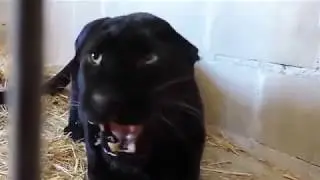 Angry Black Panther in a cage | Wild Animal video