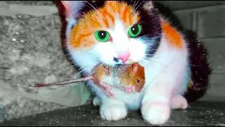 Cat catch the mouse, mouse scream