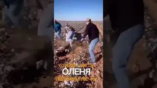 An accident occurred while rescuing the deer.