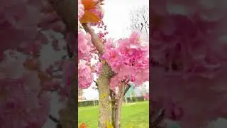 #cherryblossom #springflower #spring #viralshorts #zagreb #europe #nature #croatiafulloflife