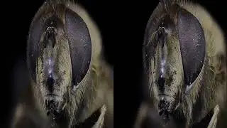 Vr 3D Hoverfly