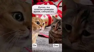 Котики 🐈 День рождения 🥳 