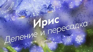 Ирис 🌷 Деление и пересадка