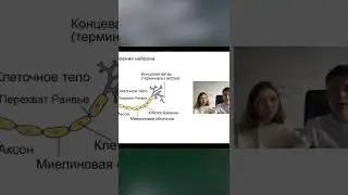 Разбиваем нейронные цепочки с учёным-биологом