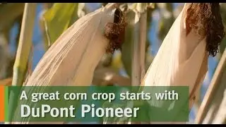 Pioneer® brand corn seed products are bred in Western Canada, for Western Canadian farmers