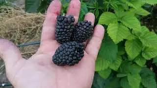 Урожай ежевики Фридом в первый год посадки