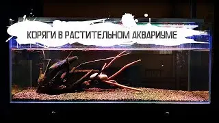 Оформление аквариума 450 литров / хардскейп из коряг