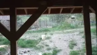 Deafening Hail Storm At 3Canyons Permaculture Farm