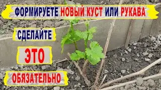 🍇  Не ошибись! Обязательно сделай ЭТО при ФОРМИРОВКЕ НОВОГО РУКАВА на винограде. Чтобы не мучиться!