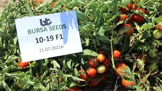 34 ГЕКТАР МАЙДОНДА! Bursa Tohum BT 1019 F1.