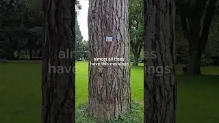 what are these notes on the trees #bonn #germany #parks #notes #trees