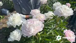 Snow Cloud peony. Сноу Клауд пион. Пулков сад