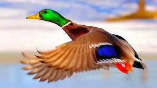 Николай Дроздов рассказывает об утках и гусях 🦆