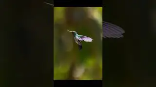 Cómo tomar fotos a Colibríes #fotografia #colibríes #fotografiaparainiciantes