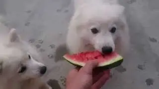 Поедатели арбуза - watermelon eaters
