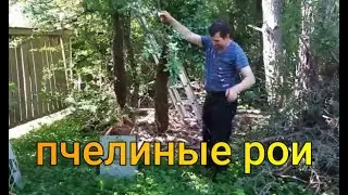 Гиганские пчелиные рои. Giant bee swarm.