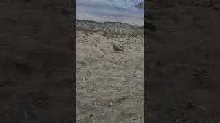 pigeons at the beach #pigeon #pigeons #birds #bird #beach #republicadominicana #playa #aves #animal