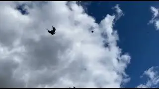 Питомник 