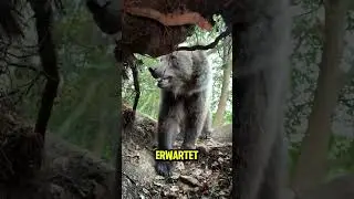 He has a bear problem 👉 Follow @stefan jankovich on IG