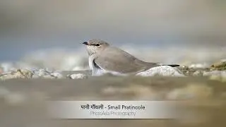 Small Pratincole: The Graceful River Bird