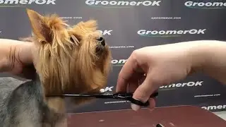 Yorkshire Terrier Cuts