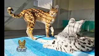 F1 Savannah Queens Muse and Ahsoka of Luxury Savannahs