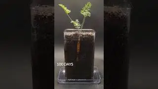100 days in 27 seconds. Carrot time-lapse