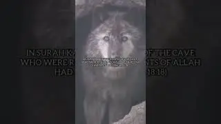 Facts About Dogs In Islam