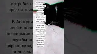 факты о кошках