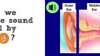 Parts and Function of the Ear