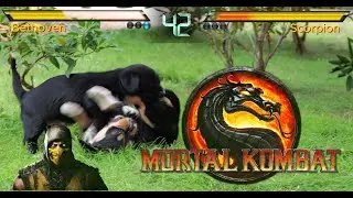 Mortal Kombat setting figt two puppies hugging, walka szczeniaków, fatlity, finish him, Scorpion