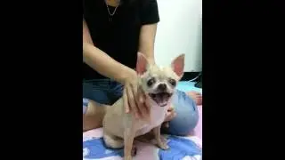 20120904-丁丁按摩體驗